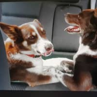 Photo of Tippy & Coco