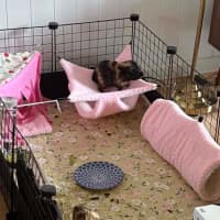 Photo of Crunchy & Tiger