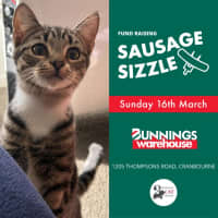 Photo of Mickey ** 2nd Chance Cat Rescue**