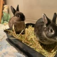 Photo of Alex & Dobbie