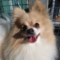 Photo of Fern