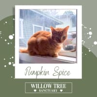 Photo of Pumpkin Spice