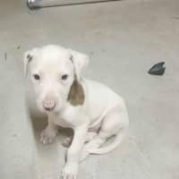 Photo of Marshmallow