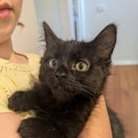 Photo of Lyra