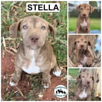 Photo of Stella 