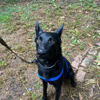 Photo of Artemis *9 Lives Project Rescue*