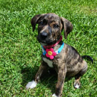 Photo of Chloe