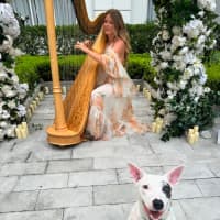 Photo of Luna Lou   1 Year Old Staffy X