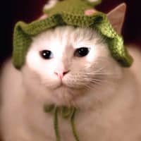 Photo of Alaska   Located In Preston