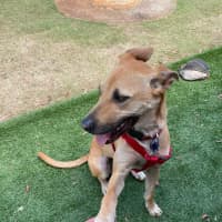 Photo of Mia   2 Year Old Kelpie X