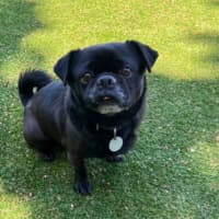 Photo of Alfie