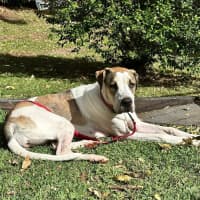 Photo of Clover *$350 Adoption Fee*