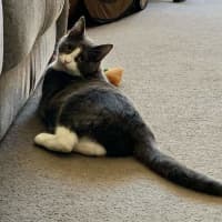 Photo of Clover