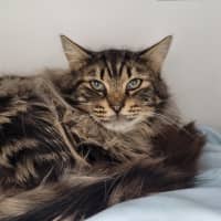 Photo of Binxie Boo