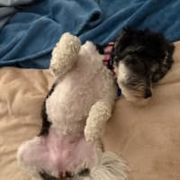 Photo of Daisy (In Foster Care) (On Hold)