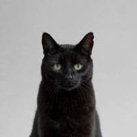 Photo of Gomez