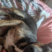 Photo of Shadow