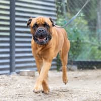 Photo of Odin