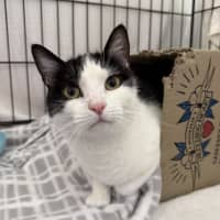 Photo of Loki