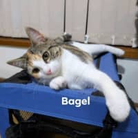 Photo of Bagel