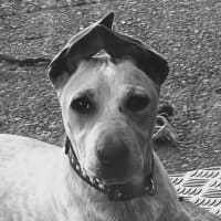 Photo of Phoebe