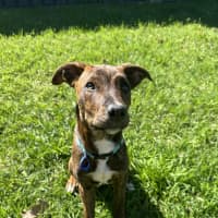 Photo of Buddy   4 Month Old Kelpie X Staffy