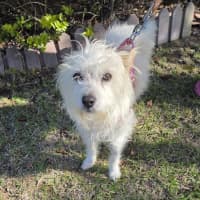 Photo of Toto