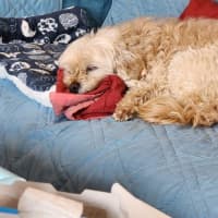 Photo of Lola Silvanus