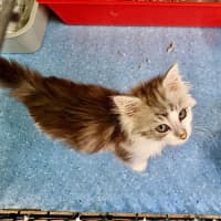 Photo of Tiny Dancer