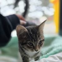Photo of Parsley