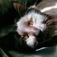 Photo of Spot