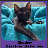 Photo of Shadow 