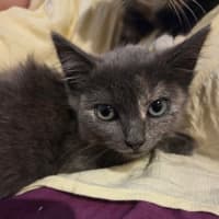 Photo of Sugar *9 Lives Project Rescue*