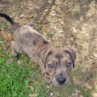 Photo of Freyja