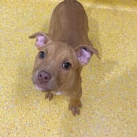 Photo of Snickers