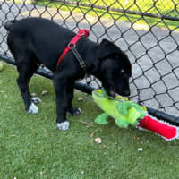 Photo of Koda