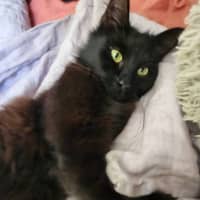 Photo of Rainbow Dash