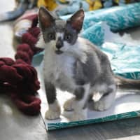 Photo of Fuzz