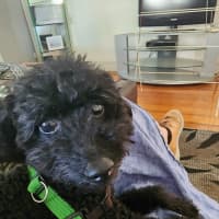 Photo of Angus 