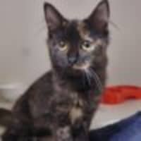 Photo of Sumi