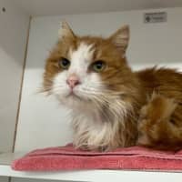 Photo of Simba