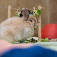 Photo of Walnut