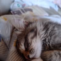 Photo of Cookie And Marmalade