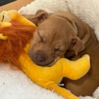 Photo of Markee   8 Week Old Staffy X