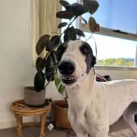 Photo of Dot, The Greyhound