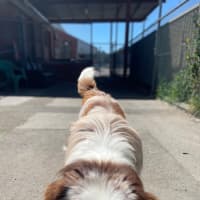 Photo of Buddy