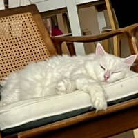 Photo of Mr Bigglesworth