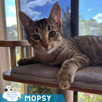 Photo of Mopsy
