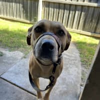 Photo of Apple Crumble