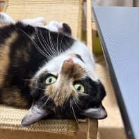 Photo of Georgie